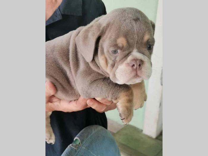 engleski buldog lilac leglo besplatni mali oglasi