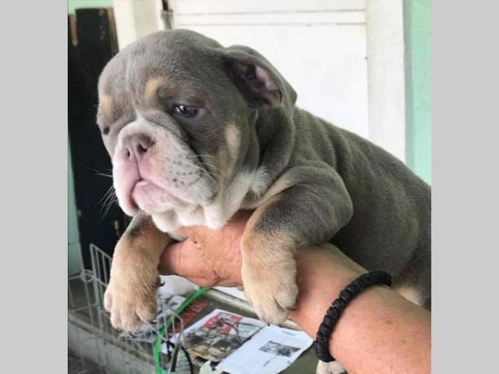 engleski buldog lilac leglo besplatni mali oglasi