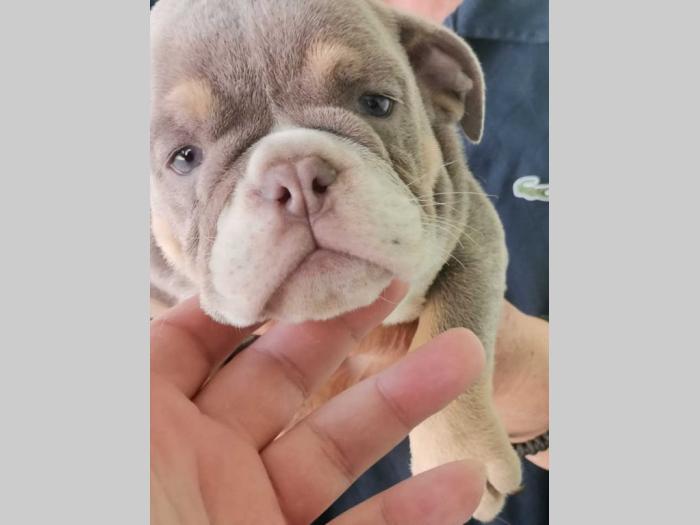 engleski buldog lilac leglo besplatni mali oglasi