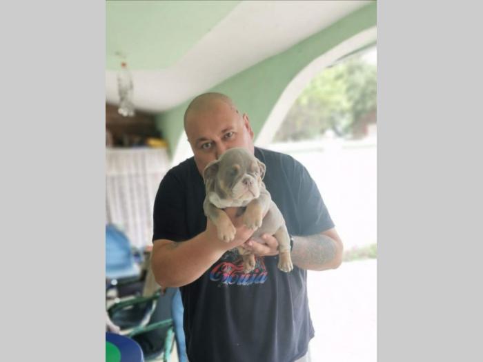engleski buldog lilac leglo besplatni mali oglasi