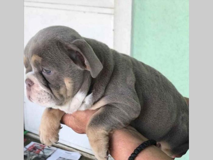 engleski buldog lilac leglo besplatni mali oglasi
