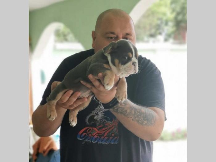 engleski buldog lilac leglo besplatni mali oglasi