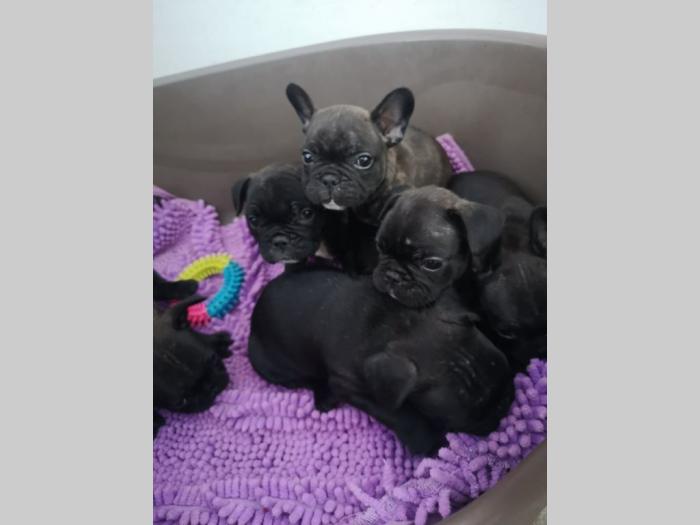 francuski buldog štenci besplatni mali oglasi