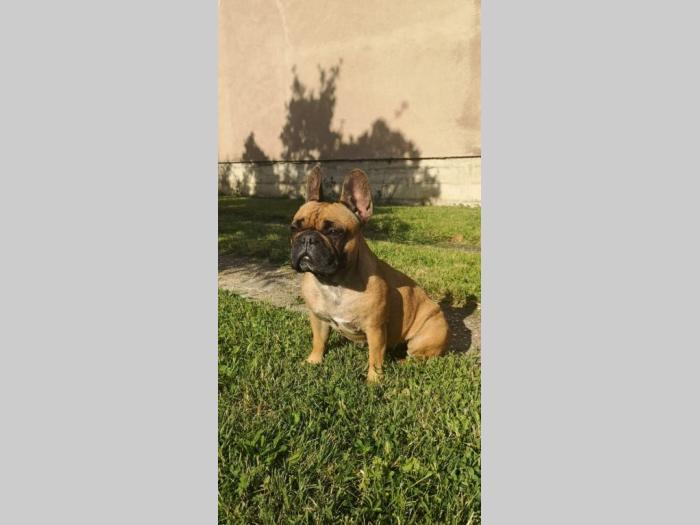 francuski buldog štenci besplatni mali oglasi