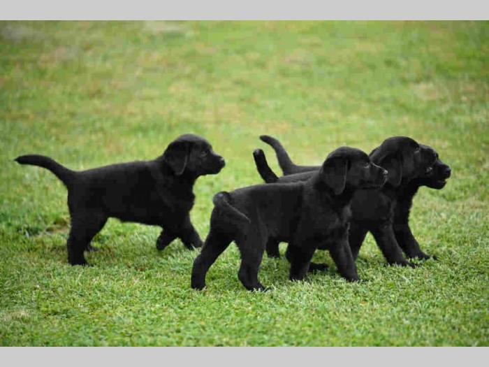 labrador boo astoll besplatni mali oglasi