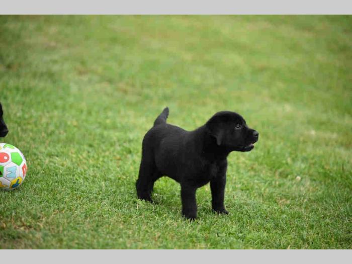 labrador boo astoll besplatni mali oglasi