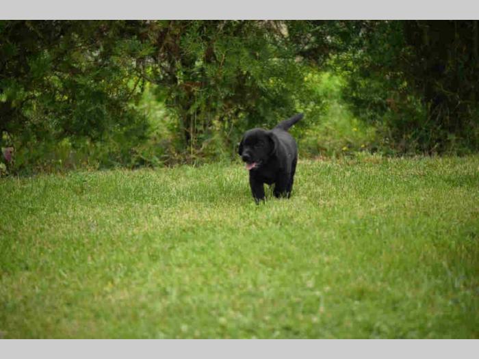 labrador boo astoll besplatni mali oglasi