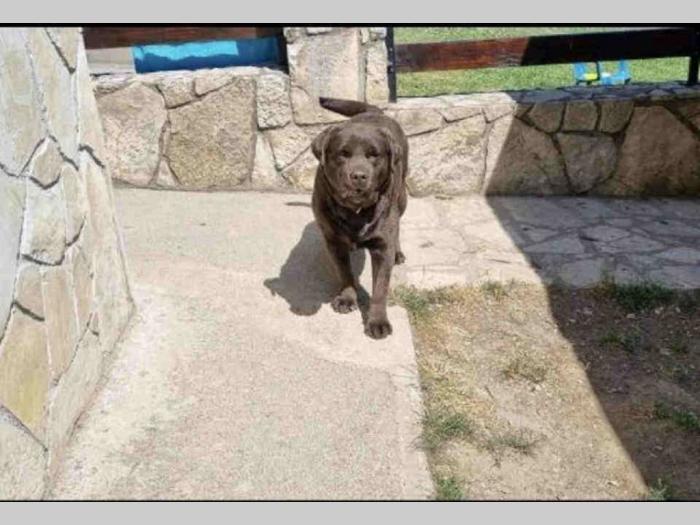 labrador boo astoll besplatni mali oglasi