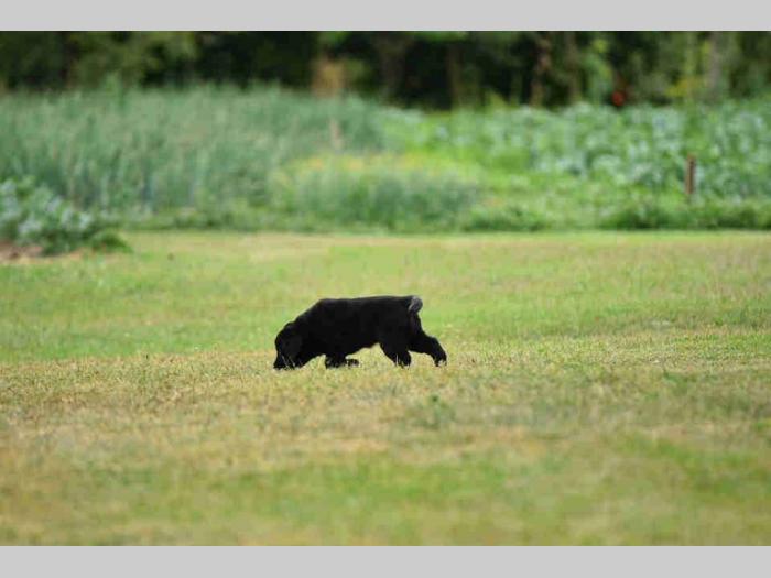 labrador boo astoll besplatni mali oglasi