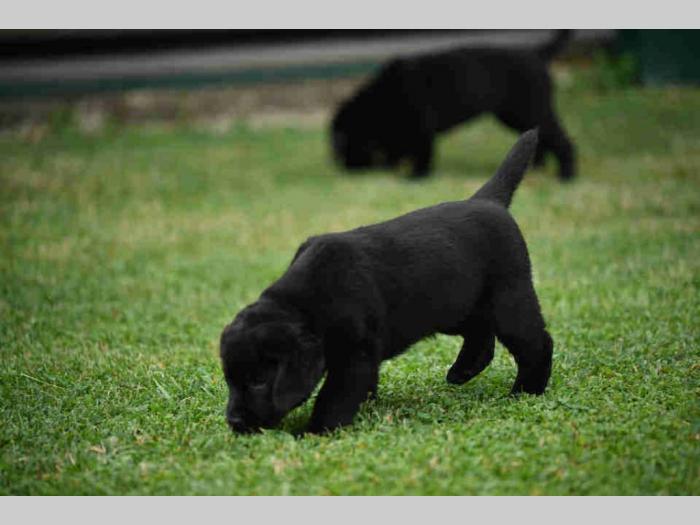 labrador boo astoll besplatni mali oglasi