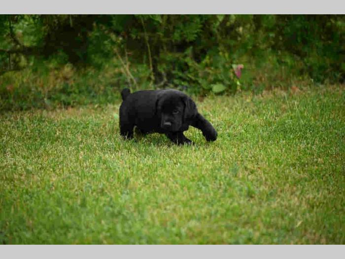 labrador boo astoll besplatni mali oglasi