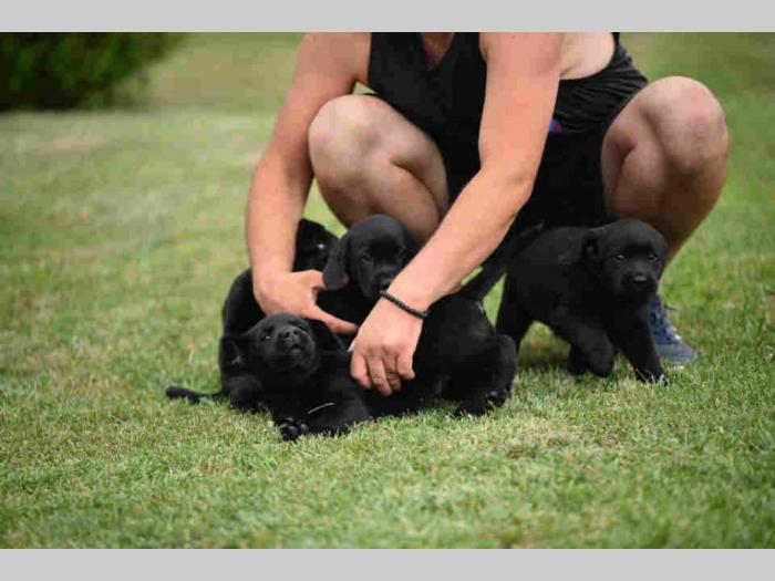 labrador boo astoll besplatni mali oglasi