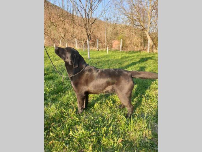 labrador boo astoll besplatni mali oglasi