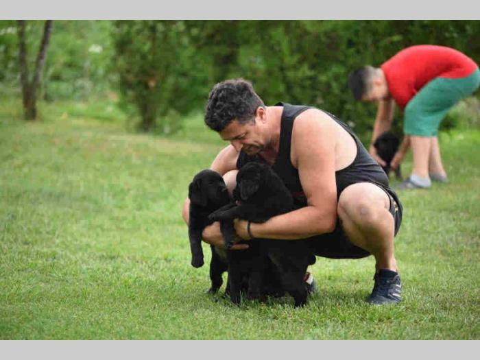 labrador boo astoll besplatni mali oglasi