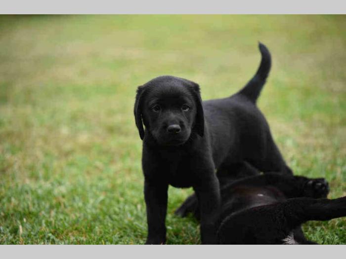 labrador boo astoll besplatni mali oglasi