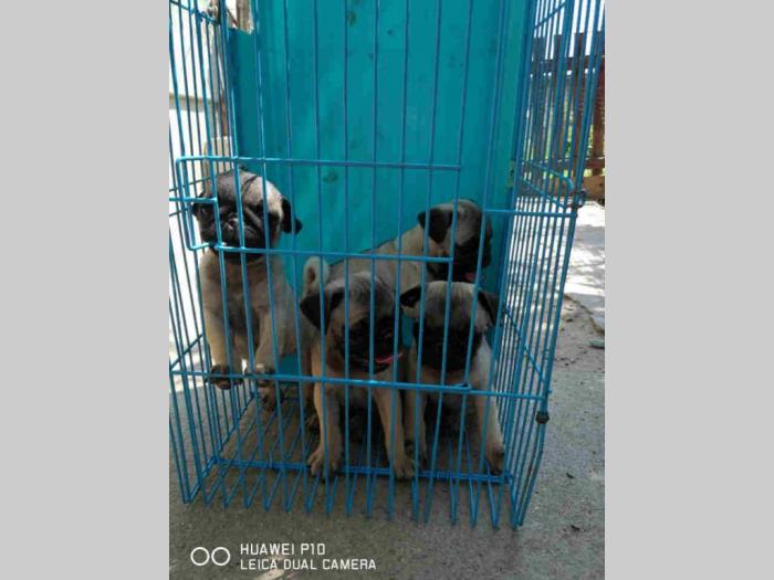 mops šteni besplatni mali oglasi