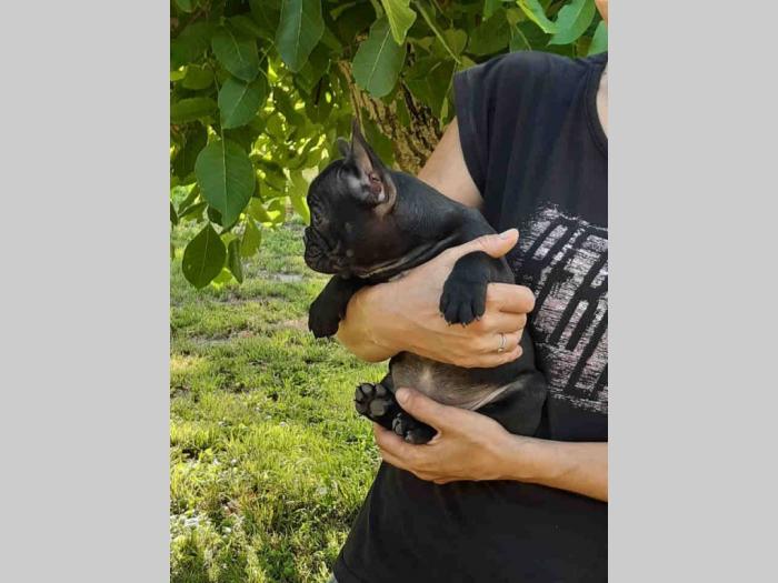 francuski buldog besplatni mali oglasi