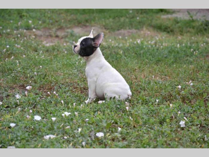 fransuski buldog štenci besplatni mali oglasi
