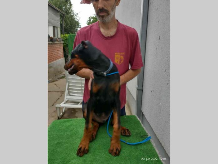 doberman šteanci besplatni mali oglasi