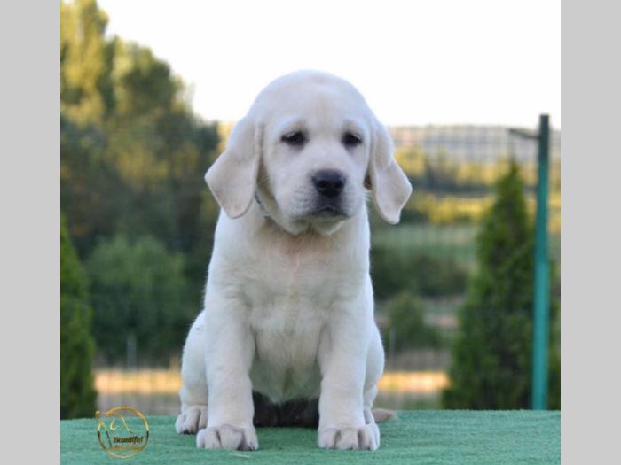 labrador retriver štenci besplatni mali oglasi