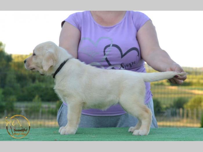 labrador retriver štenci besplatni mali oglasi