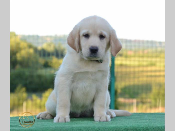 labrador retriver štenci besplatni mali oglasi