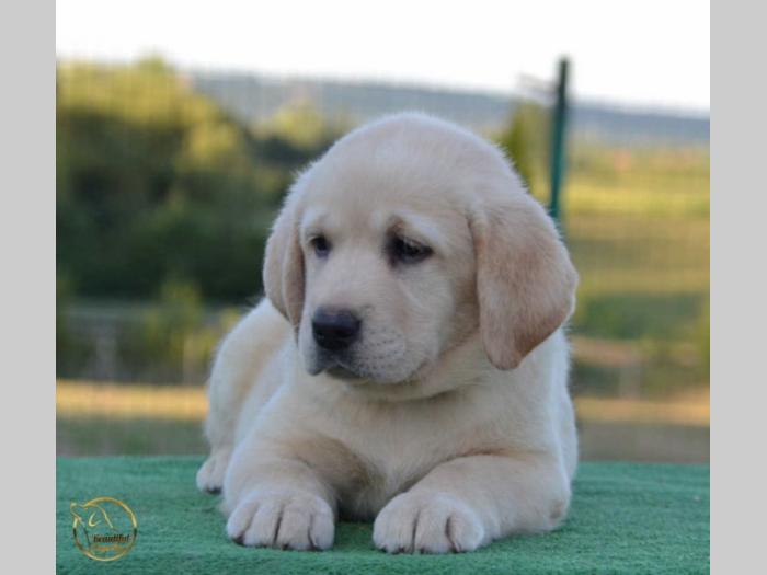 labrador retriver štenci besplatni mali oglasi
