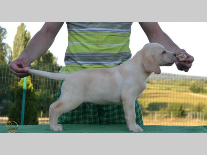 labrador retriver štenci besplatni mali oglasi