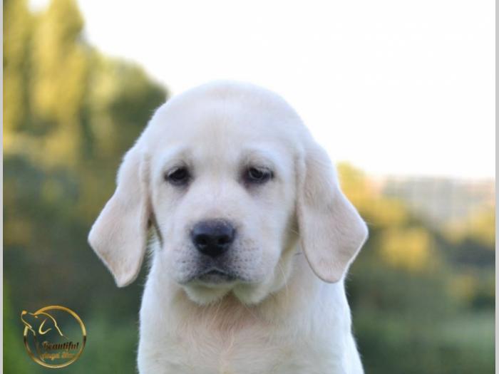 labrador retriver štenci besplatni mali oglasi