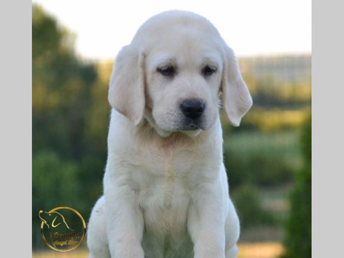 labrador retriver štenci besplatni mali oglasi