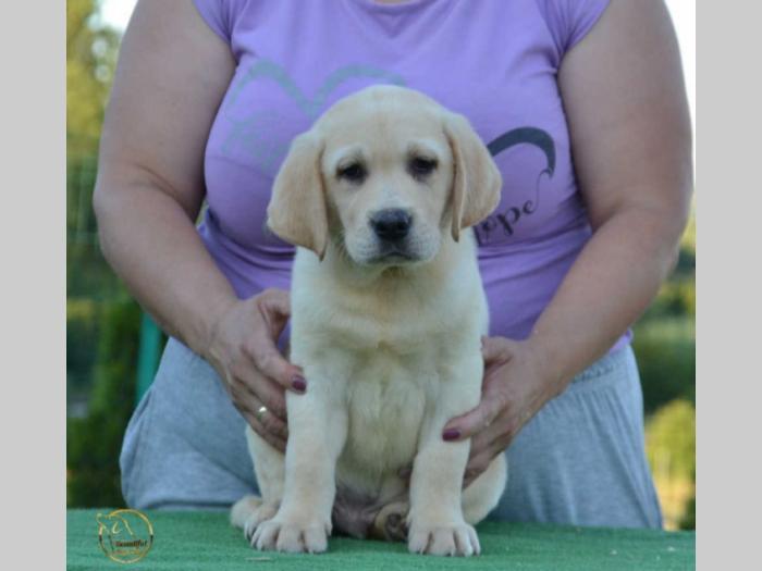 labrador retriver štenci besplatni mali oglasi