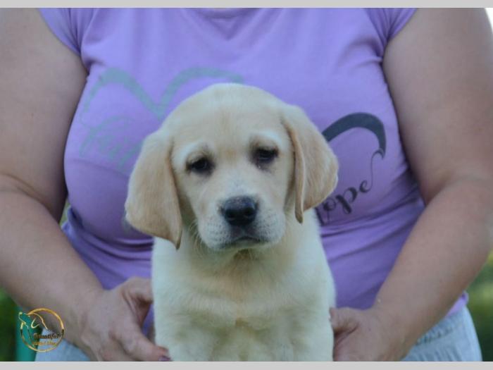 labrador retriver štenci besplatni mali oglasi