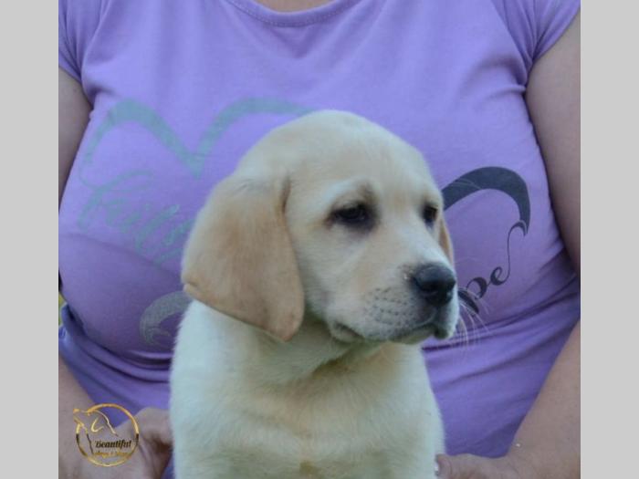 labrador retriver štenci besplatni mali oglasi