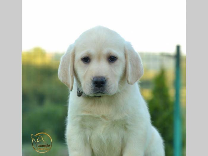 labrador retriver štenci besplatni mali oglasi
