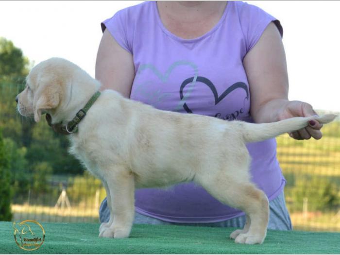 labrador retriver štenci besplatni mali oglasi