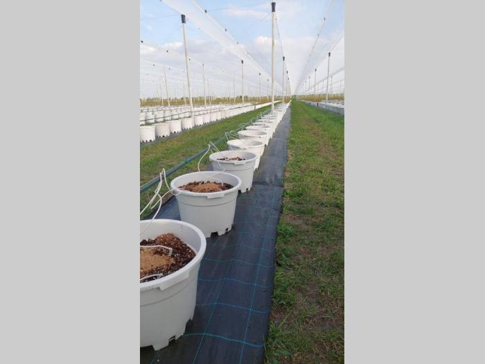 saksije za bosaksije za borovnice 40lrovnice 40l besplatni mali oglasi