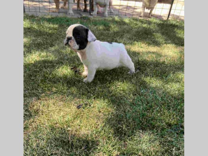 francuski buldog štenci besplatni mali oglasi