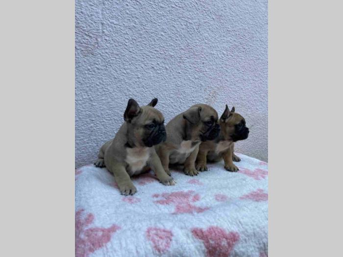 francuski buldog štenci besplatni mali oglasi