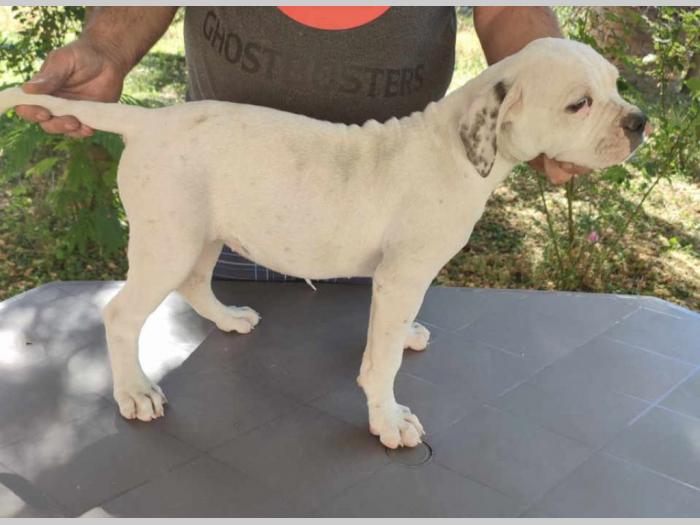 američki buldog štenci besplatni mali oglasi