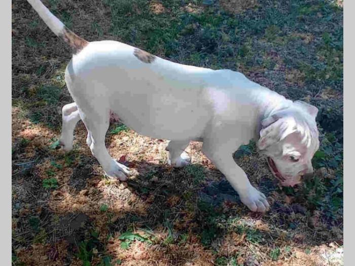 američki buldog štenci besplatni mali oglasi