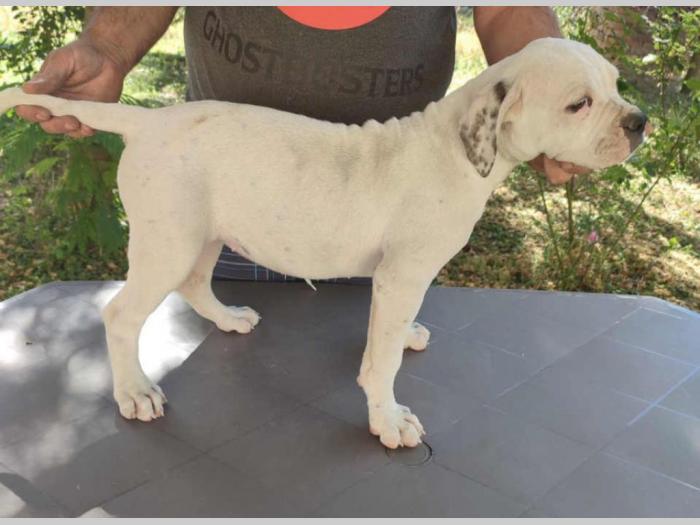 američki buldog štenci besplatni mali oglasi