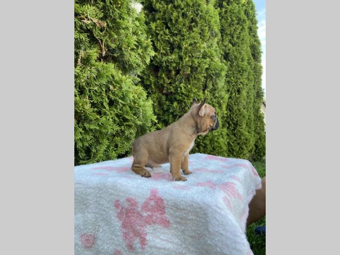 francuski buldog štenci besplatni mali oglasi