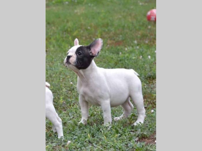 francuski buldog štenci besplatni mali oglasi