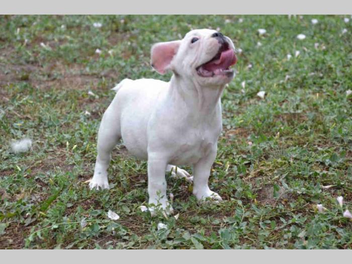 francuski buldog štenci besplatni mali oglasi