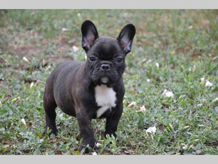 francuski buldog štenci besplatni mali oglasi