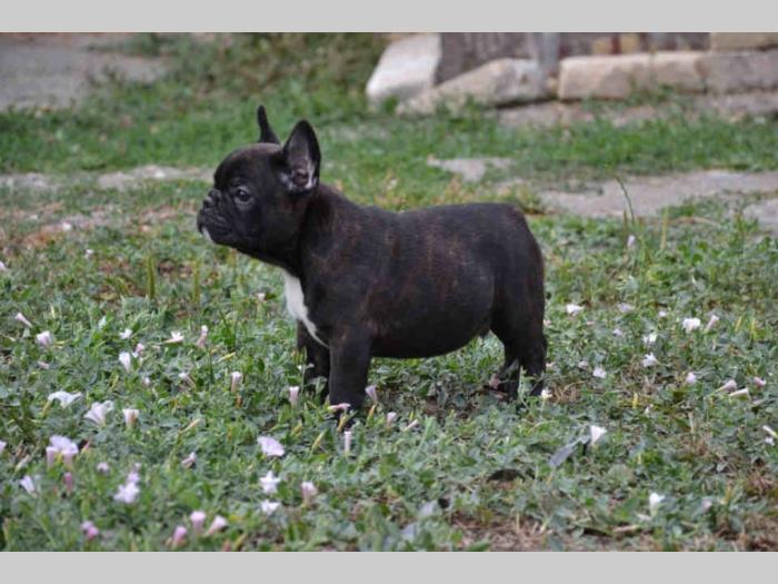 francuski buldog štenci besplatni mali oglasi