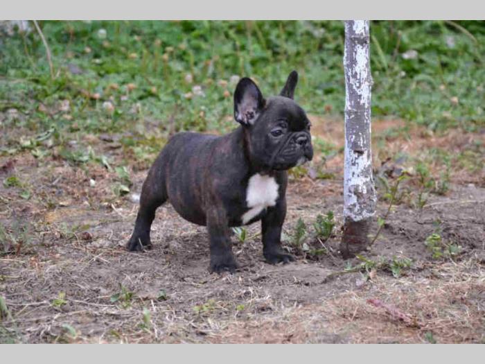 francuski buldog štenci besplatni mali oglasi