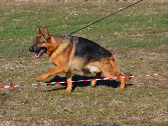 nemački ovčar besplatni mali oglasi