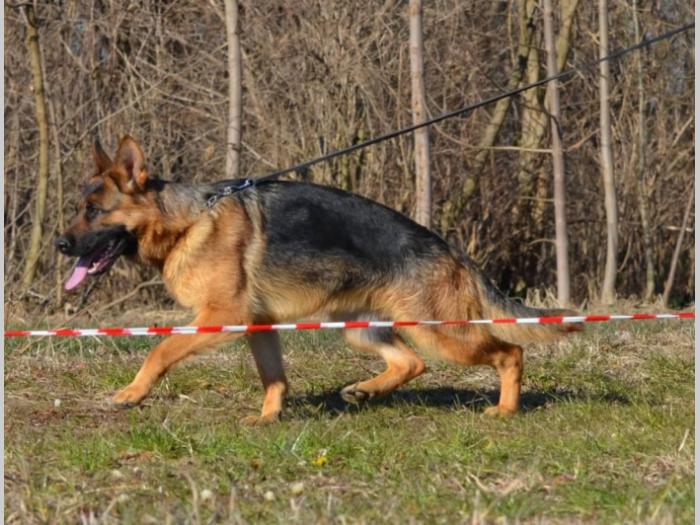nemački ovčar besplatni mali oglasi
