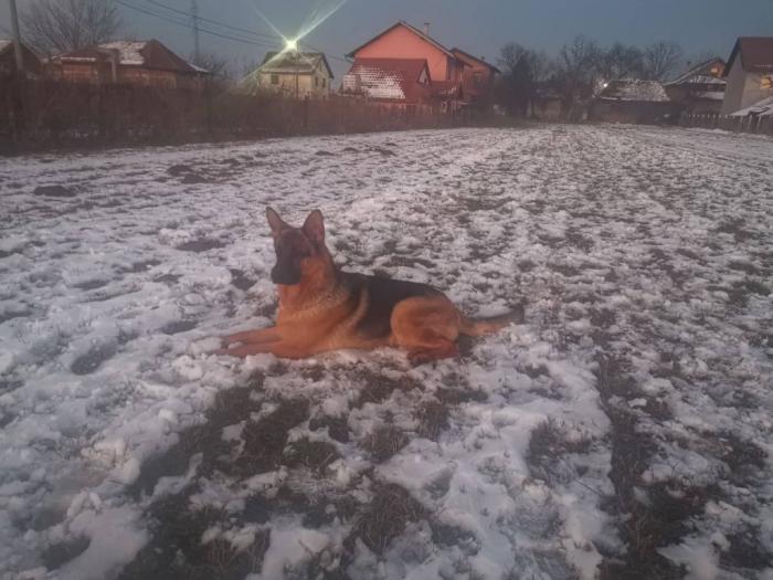 nemački ovčar besplatni mali oglasi
